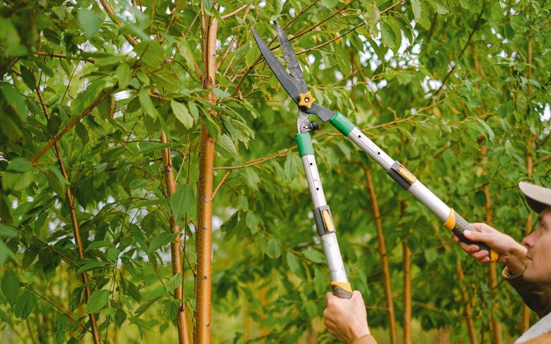 Tree trimming in Lester Prairie, MN